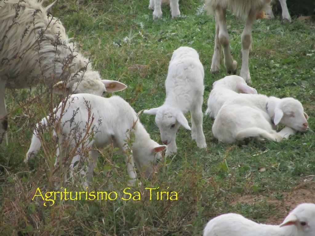 Agriturismo Sa Tiria Теулада Екстер'єр фото